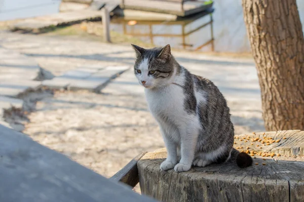 Gato Callejero Con Manchas Blancas Sienta Una Valla Cat Camina — Foto de Stock