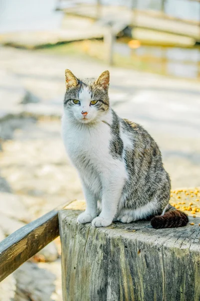 White Spotted Street Cat Sits Fence Cat Walk Street Spring — Stock Photo, Image