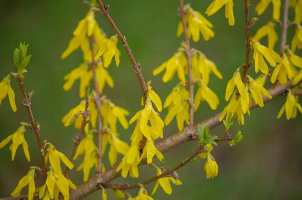 Gelber Besen Blüht Nahaufnahme Frühlingsstrauch Mit Gelber Blüte — Stockfoto