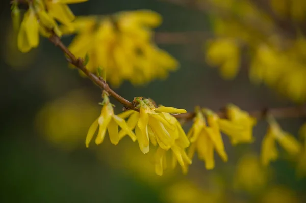 Primeros Planos Las Flores Escoba Amarilla Arbusto Primavera Con Floración —  Fotos de Stock