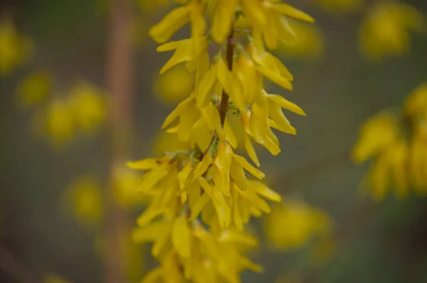 Gelber Besen Blüht Nahaufnahme Frühlingsstrauch Mit Gelber Blüte — Stockfoto