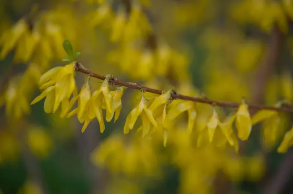 Primeros Planos Las Flores Escoba Amarilla Arbusto Primavera Con Floración —  Fotos de Stock