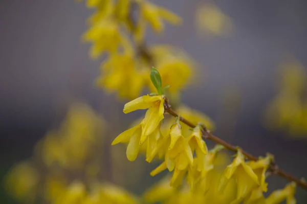 Primeros Planos Las Flores Escoba Amarilla Arbusto Primavera Con Floración —  Fotos de Stock