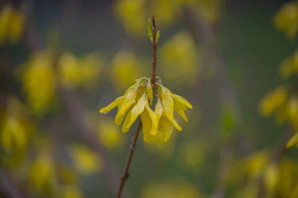 Цветы Желтой Метлы Крупным Планом Весенний Куст Желтыми Цветами — стоковое фото