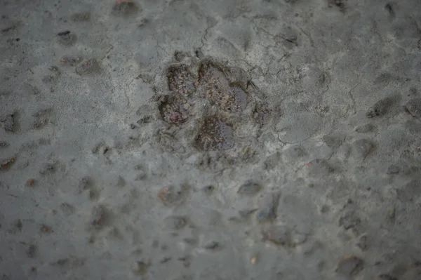 Pegadas Pegadas Animais Cães Concreto Piso Cimento Fundo Cinza Textura — Fotografia de Stock