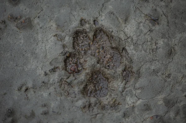 footstep ,Animal or dog footprints on the concrete, cement floor in gray background. Dog cement texture. Footprint of dog on cement concrete background closeup.