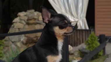 Evcil köpek Chihuahua sokakta yürüyor. Chihuahua köpeği yürüyüşe çıktı. Chihuahua siyah, kahverengi ve beyaz. Sabahın köründe yürüyüşe çıkmış şirin bir köpek yavrusu. Mini cins Chihuahua Pürüzsüz Shorthair