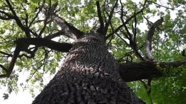 Aşağıdan görünen eski bir meşe ağacının gövdesi ve dalları. Eski bir meşe tacı. Yazın gökyüzüne karşı çok eski bir meşe ağacı. Bahçede yeşil yapraklar, park, dinlenme alanı