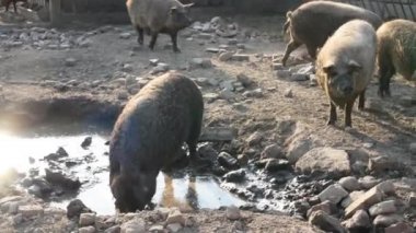 Çamurda yuvarlanan mutlu domuz. Mangalitsa Yünlü Koyun-Domuz, sağlıklı çevre ve organik gıda üretimi. Çamurda beslenen evcil domuzlar. Mangalitsa kumda. Serbest, açık havada, iyi bir hayatları var.