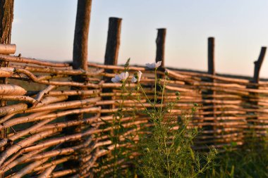 Asmadan çit hasarı, doku, arka plan. Hasır asma çiti. Örülmüş asma dokusu kabartmalı arka plan. El sanatları, piknik veya bahçıvanlık için uygun organik söğüt hasır çit paneli