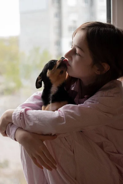 여자와 치와와를 동물을 치와와는 갈색을 있습니다 아이들은 동물을 합니다 치와와 — 스톡 사진