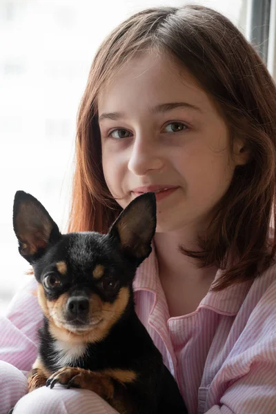 Dziewczyna Pies Dziewczyna Trzymająca Chihuahua Dziewczyna Zwierzakiem Ramionach Chihuahua Czarnym — Zdjęcie stockowe