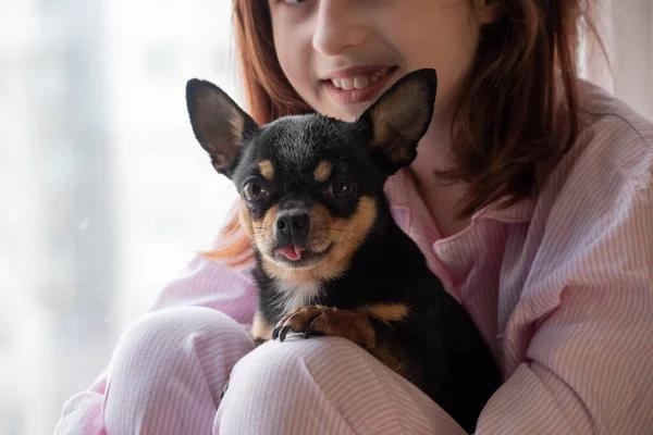 Fata Câinele Fata Ţine Chihuahua Fata Animalul Companie Brațe Chihuahua — Fotografie, imagine de stoc