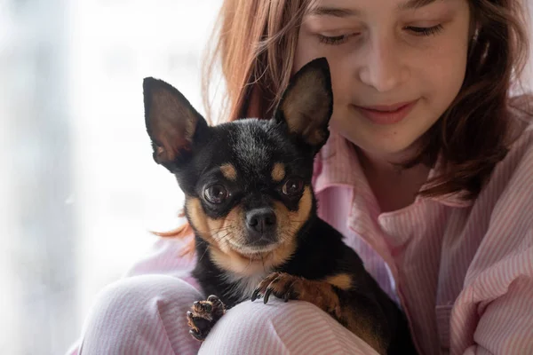 Fata Câinele Fata Ţine Chihuahua Fata Animalul Companie Brațe Chihuahua — Fotografie, imagine de stoc