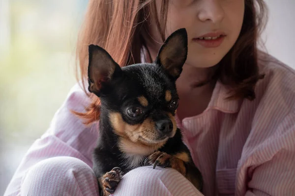 Fille Chien Une Fille Tenant Chihuahua Fille Avec Son Animal — Photo