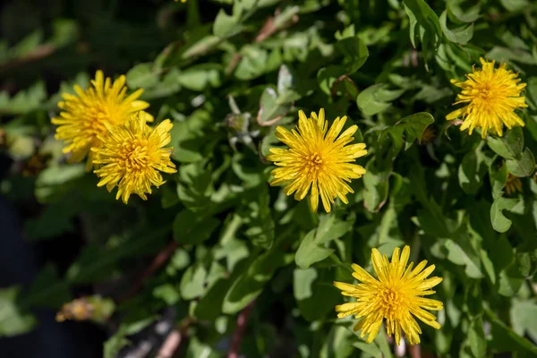 Gelber Löwenzahn Leuchtende Blüten Löwenzahn Auf Dem Hintergrund Der Grünen — Stockfoto