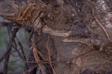 Devrilmiş ağaç. Yırtık ağaç kökü. Yerin altından kökleri kopmuş bir ağaç yaprakların içinde yerde yatar. Ağaçlar vahşice öldürülüyor ve parçalara ayrılıyor. Kökleri, dalları ve gövdeleri mahvediyor.