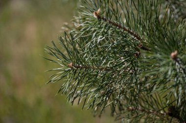 İlkbaharda güzel bir çam ağacı dalı. Çim arka planda çam dalları. Baharda kozalak