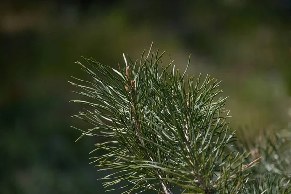 Όμορφο Κλαδί Πεύκου Την Άνοιξη Κλαδιά Πεύκου Φόντο Χόρτου Conifer — Φωτογραφία Αρχείου