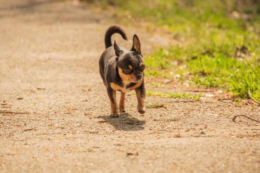 Evcil köpek sokakta yürüyor. Chihuahua köpeği yürüyüşe çıktı. Chihuahua siyah, kahverengi ve beyaz. Yürüyüşe çıkmış şirin bir köpek yavrusu. Bahçedeki ya da parktaki köpek İyi yetiştirilmiş köpek Chihuahua mini pürüzsüz saçlı