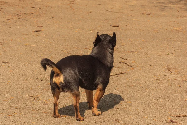 Собака Гуляет Улице Чихуахуа Прогулку Чихуахуа Чёрный Коричневый Белый Симпатичный — стоковое фото