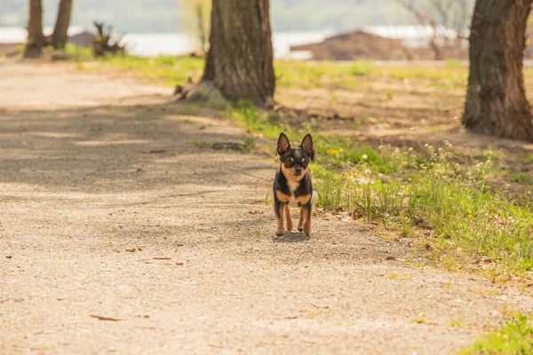 Evcil Köpek Sokakta Yürüyor Chihuahua Köpeği Yürüyüşe Çıktı Chihuahua Siyah — Stok fotoğraf