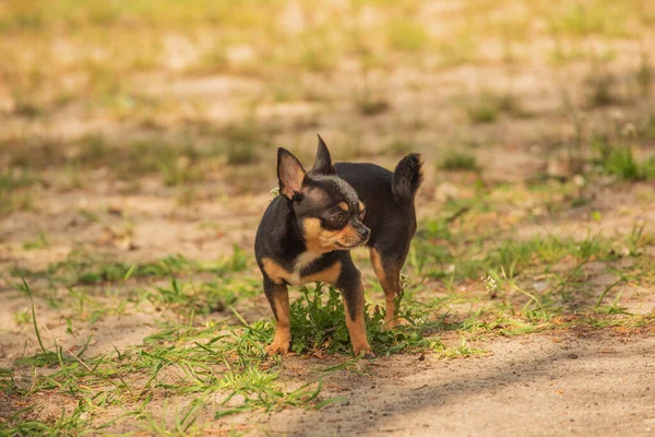 Kiskutya Sétál Utcán Chihuahua Kutya Sétálni Chihuahua Fekete Barna Fehér — Stock Fotó