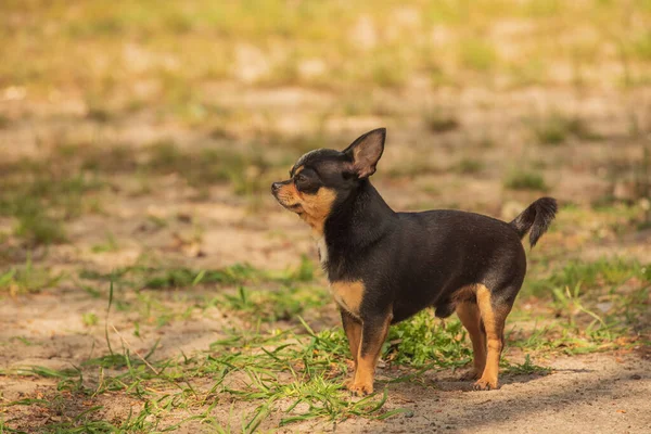 Cane Compagnia Cammina Strada Cane Chihuahua Una Passeggiata Chihuahua Nero — Foto Stock