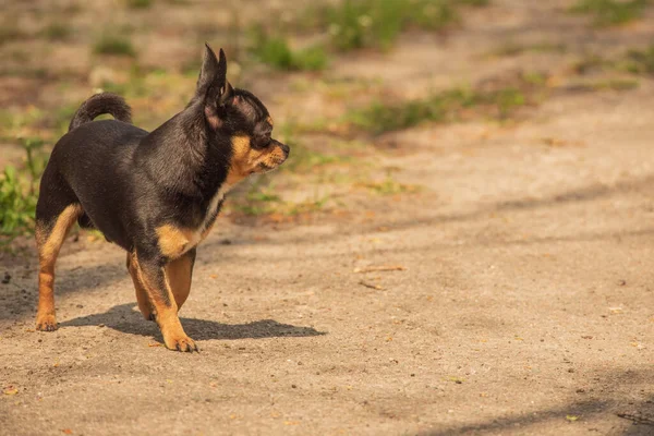 Kiskutya Sétál Utcán Chihuahua Kutya Sétálni Chihuahua Fekete Barna Fehér — Stock Fotó