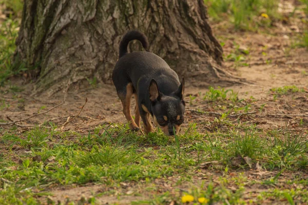 Kiskutya Sétál Utcán Chihuahua Kutya Sétálni Chihuahua Fekete Barna Fehér — Stock Fotó