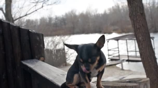 Perro Mascota Pasea Por Calle Chihuahua Perro Dar Paseo Chihuahua — Vídeos de Stock