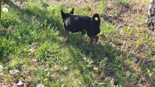 Σκυλάκι Περπατάει Στο Δρόμο Σκυλί Τσιουάουα Για Βόλτα Τσιουάουα Μαύρο — Αρχείο Βίντεο