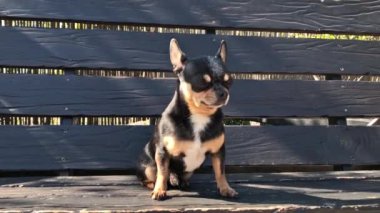 Salıncakta köpek. Chihuahua salıncakta. Video, güneşli bir günde bir köpek ahşap salıncakta oturur. Yürüyüşe çıkmış bir evcil hayvan. Shorthair köpeği. Bahar ya da yaz, güneşli bir gün