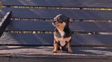 Salıncakta köpek. Chihuahua salıncakta. Video, güneşli bir günde bir köpek ahşap salıncakta oturur. Yürüyüşe çıkmış bir evcil hayvan. Shorthair köpeği. Bahar ya da yaz, güneşli bir gün