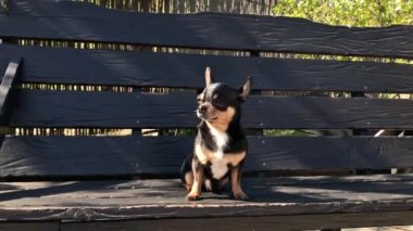 Salıncakta köpek. Chihuahua salıncakta. Video, güneşli bir günde bir köpek ahşap salıncakta oturur. Yürüyüşe çıkmış bir evcil hayvan. Shorthair köpeği. Bahar ya da yaz, güneşli bir gün