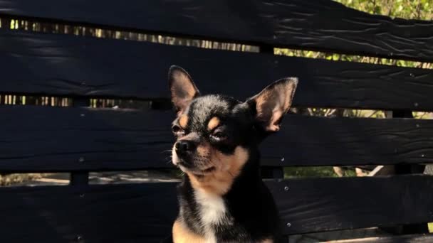 Hund Gång Chihuahua Gunga Video Hund Solig Dag Sitter Trägunga — Stockvideo