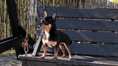 Salıncakta köpek. Chihuahua salıncakta. Video, güneşli bir günde bir köpek ahşap salıncakta oturur. Yürüyüşe çıkmış bir evcil hayvan. Shorthair köpeği. Bahar ya da yaz, güneşli bir gün