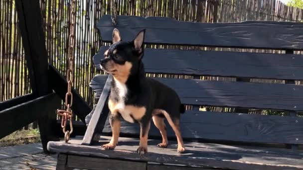 スイング中の犬 スイングでChihuahua ビデオ 晴れた日の犬は木製のスイングに座っています 散歩用のペット 短い髪の犬 春か夏か晴れた日 — ストック動画