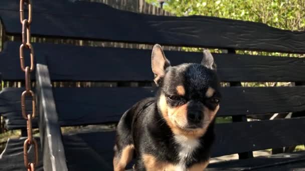 Pes na houpačce. Chihuahua na houpačce. Video, pes za slunečného dne sedí na dřevěném houpačce. Domácí mazlíček na procházku. Krátkosrstý pes. Jaro nebo léto, jasný slunečný den