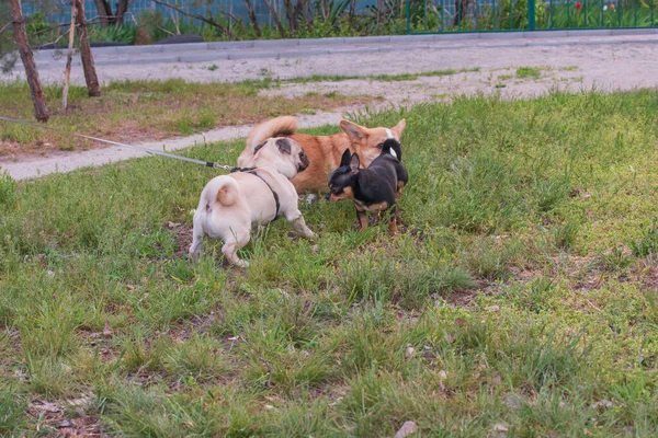 Trzy Psy Spacerze Trawie Grupkę Psów Corgi Chihuahua Pug — Zdjęcie stockowe