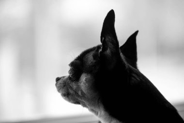 Chihuahua siyah, kahverengi ve beyaz. Chihuahua 'lı bir dizi fotoğraf. Güzel bir chihuahua köpeği. Hayvan portresi.