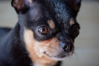 Chihuahua siyah, kahverengi ve beyaz. Chihuahua 'lı bir dizi fotoğraf. Güzel bir chihuahua köpeği. Hayvan portresi.