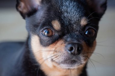 Chihuahua siyah, kahverengi ve beyaz. Chihuahua 'lı bir dizi fotoğraf. Güzel bir chihuahua köpeği. Hayvan portresi.