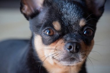 Chihuahua siyah, kahverengi ve beyaz. Chihuahua 'lı bir dizi fotoğraf. Güzel bir chihuahua köpeği. Hayvan portresi.