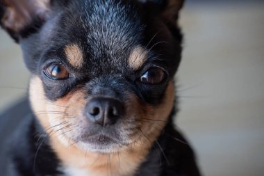 Chihuahua siyah, kahverengi ve beyaz. Chihuahua 'lı bir dizi fotoğraf. Güzel bir chihuahua köpeği. Hayvan portresi.