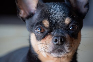 Chihuahua siyah, kahverengi ve beyaz. Chihuahua 'lı bir dizi fotoğraf. Güzel bir chihuahua köpeği. Hayvan portresi.