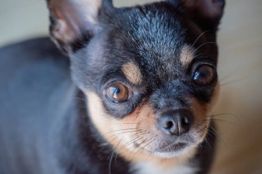 Chihuahua siyah, kahverengi ve beyaz. Chihuahua 'lı bir dizi fotoğraf. Güzel bir chihuahua köpeği. Hayvan portresi.