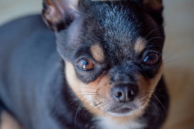 Chihuahua siyah, kahverengi ve beyaz. Chihuahua 'lı bir dizi fotoğraf. Güzel bir chihuahua köpeği. Hayvan portresi.