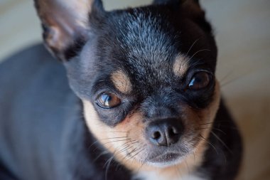 Chihuahua siyah, kahverengi ve beyaz. Chihuahua 'lı bir dizi fotoğraf. Güzel bir chihuahua köpeği. Hayvan portresi.