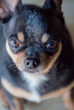 Chihuahua siyah, kahverengi ve beyaz. Chihuahua 'lı bir dizi fotoğraf. Güzel bir chihuahua köpeği. Hayvan portresi.